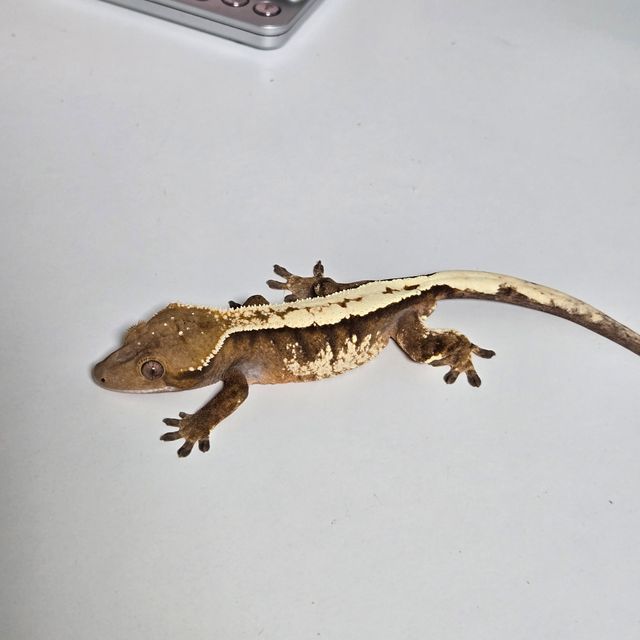 세이블