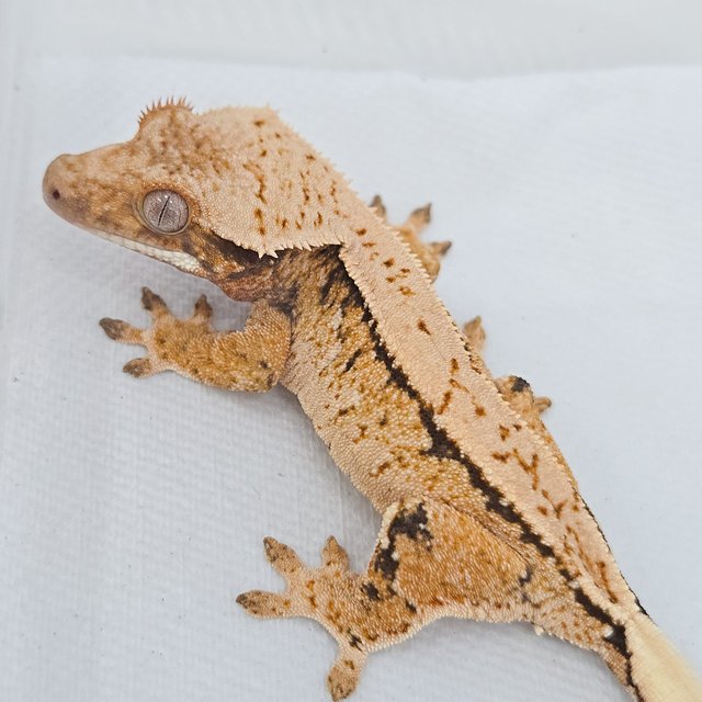 트라이 드리피 화이트포트홀 화이트스팟 익스트림할리퀸