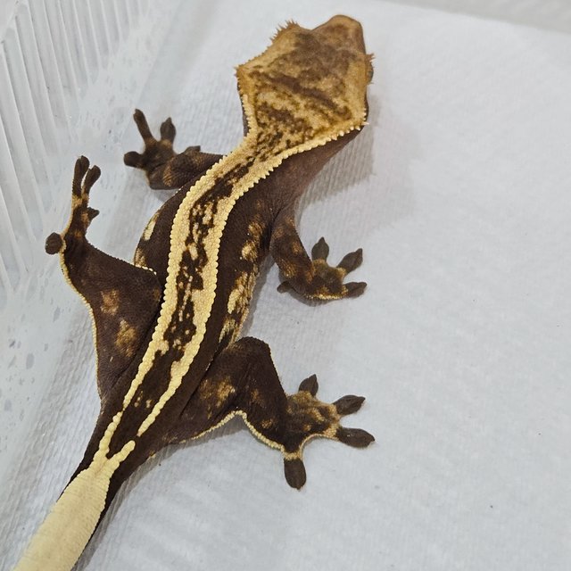 엠티백 슈퍼스트라이프 핀스트라이프 풀핀