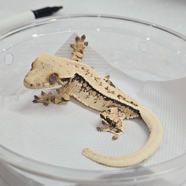 노멀 트라이 풀핀 화이트크라운 익스트림할리퀸