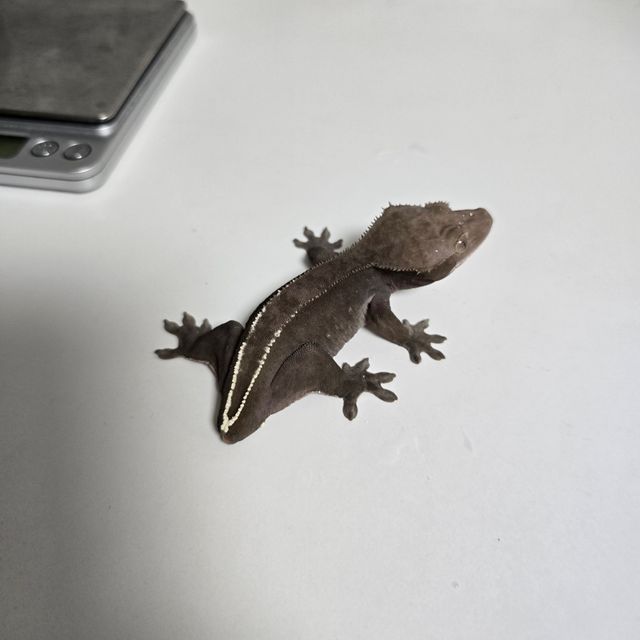 아잔틱
