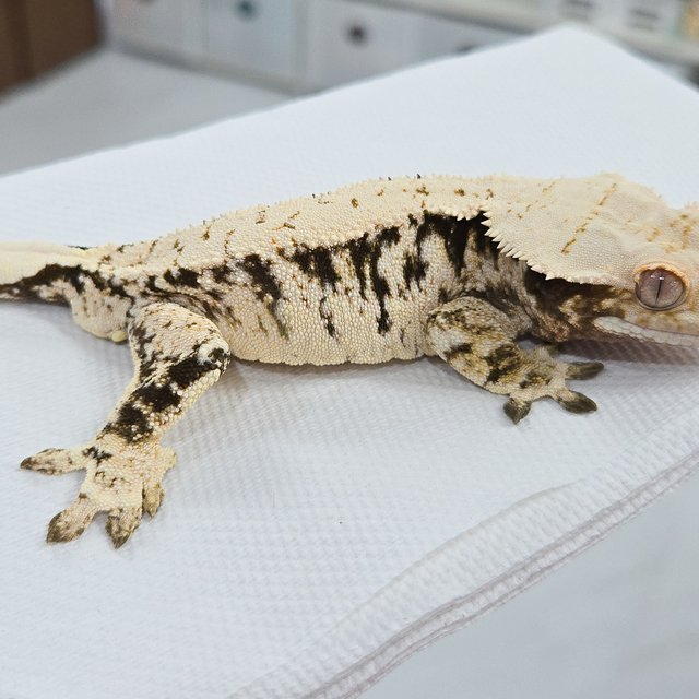 화이트포트홀 화이트스팟 화이트 드리피 노멀