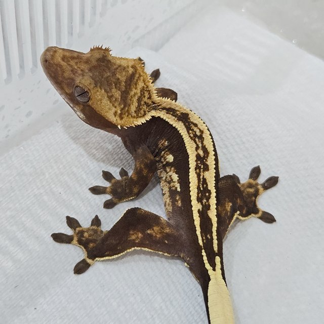 엠티백 슈퍼스트라이프 핀스트라이프 풀핀