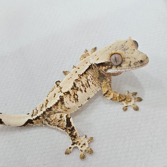 노멀 트라이 화이트스팟 화이트포트홀 화이트