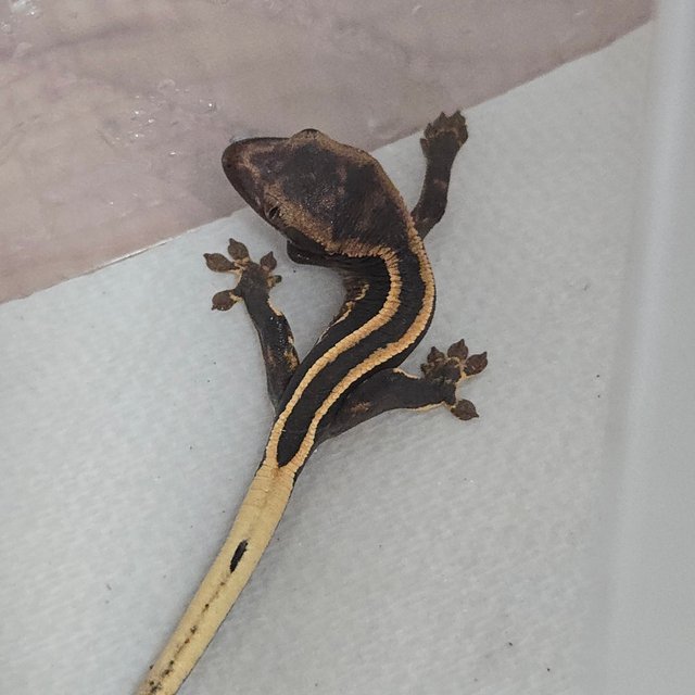 슈퍼스트라이프 엠티백 쿼드 핀스트라이프 풀핀