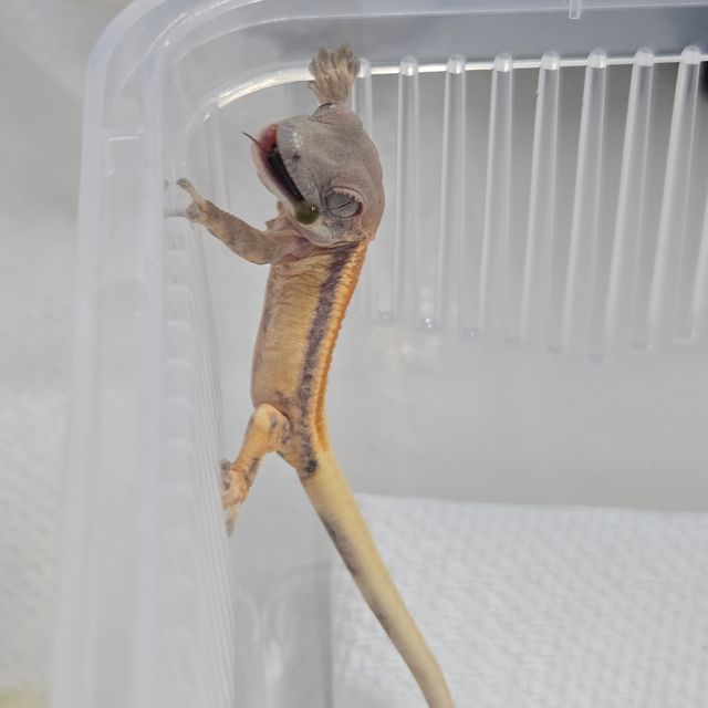 릴리 세이블