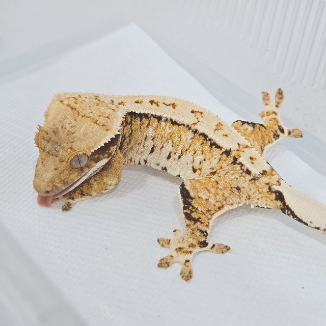 노멀 트라이 익스트림할리퀸 화이트스팟 화이트포트홀 풀핀