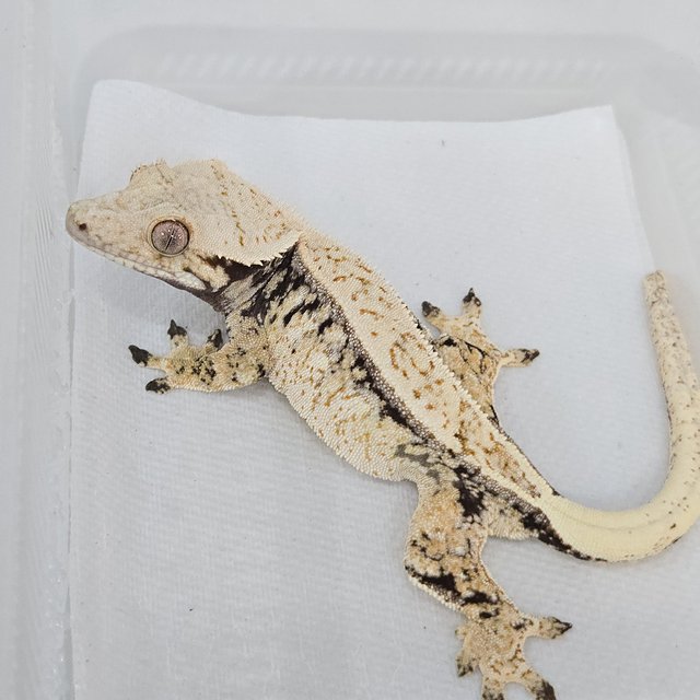 노멀 트라이 풀핀 화이트핀 화이트포트홀 드리피