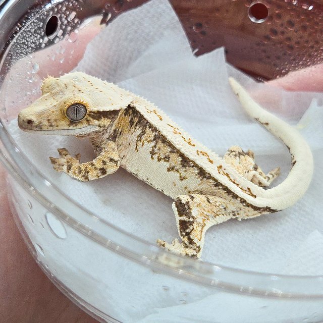 노멀 트라이 풀핀 화이트스팟 화이트핀