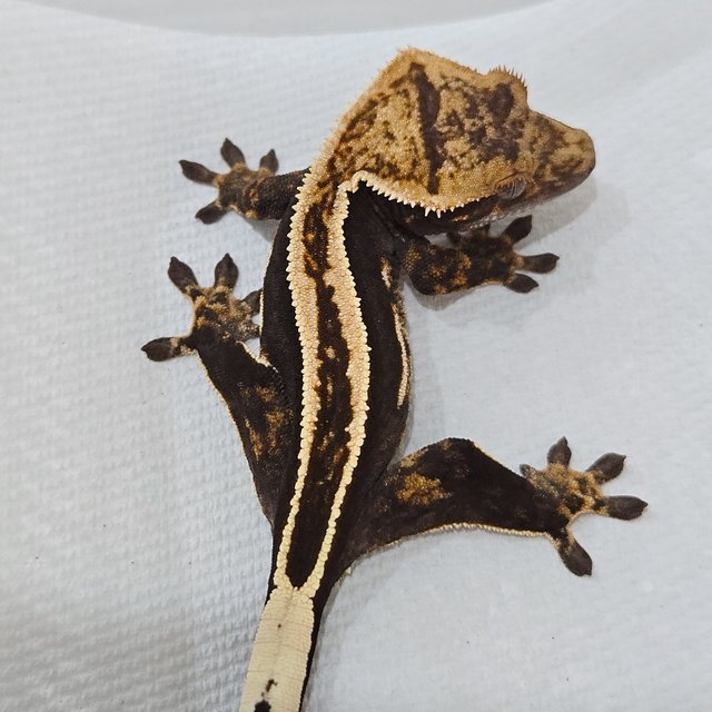 슈퍼스트라이프 핀스트라이프 풀핀 엠티백 화이트핀