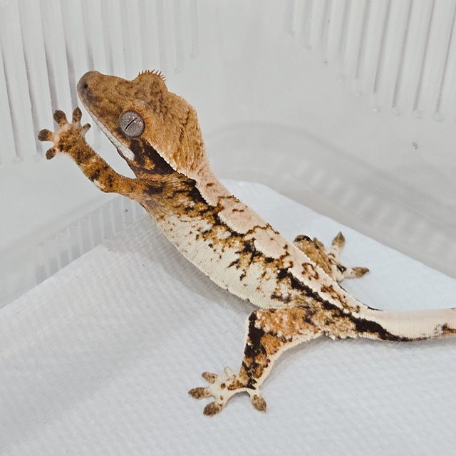 노멀 트라이 익스트림할리퀸 화이트크라운