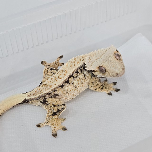 노멀 트라이 풀핀 화이트핀 화이트포트홀 드리피