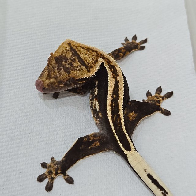 슈퍼스트라이프 핀스트라이프 풀핀 엠티백 화이트핀