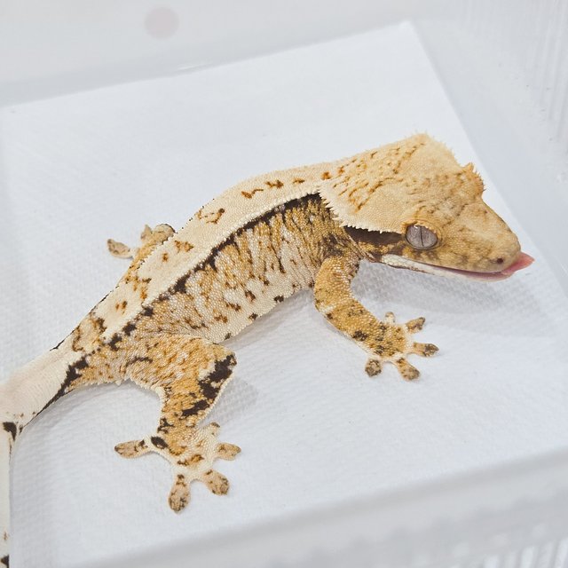 노멀 트라이 익스트림할리퀸 화이트스팟 화이트포트홀 풀핀