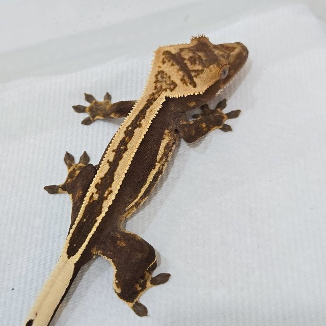 핀스트라이프 풀핀 쿼드 슈퍼스트라이프