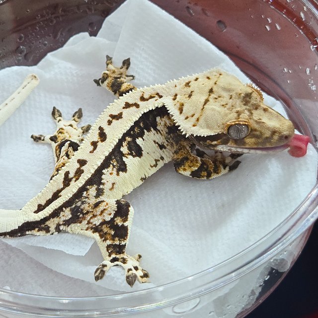 노멀 트라이 익스트림할리퀸 풀핀