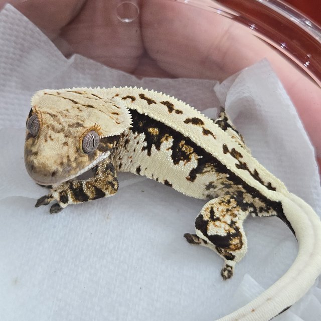 노멀 트라이 익스트림할리퀸 풀핀