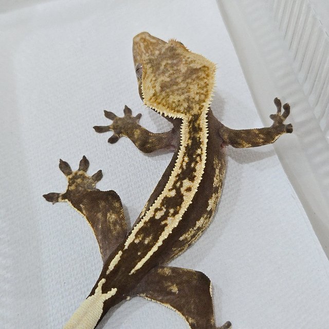 슈퍼스트라이프 엠티백 핀스트라이프 풀핀 쿼드