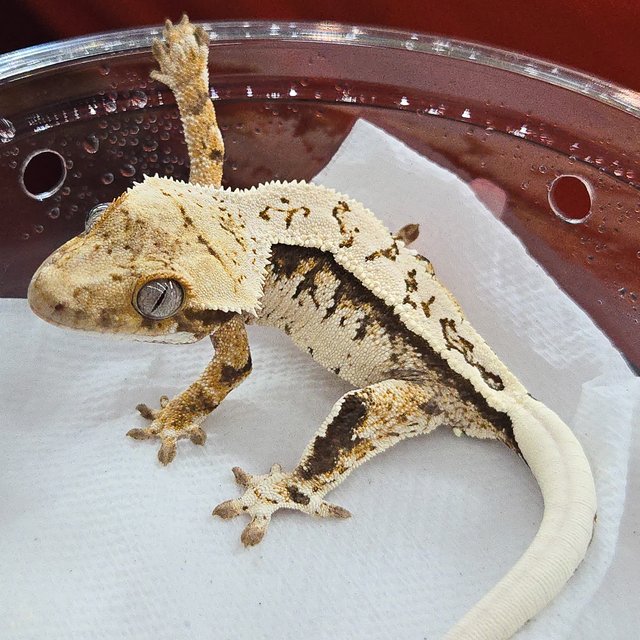 노멀 트라이 풀핀 화이트핀 화이트