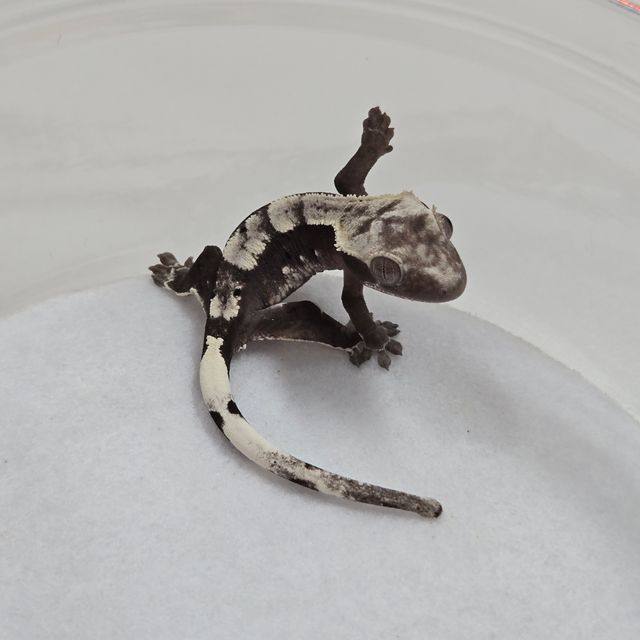 아잔틱