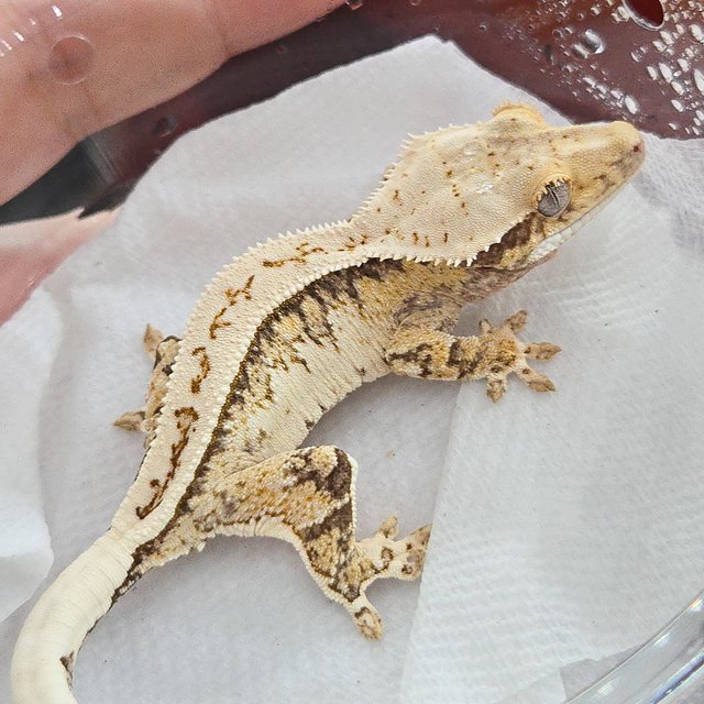 노멀 트라이 풀핀 화이트스팟 화이트핀