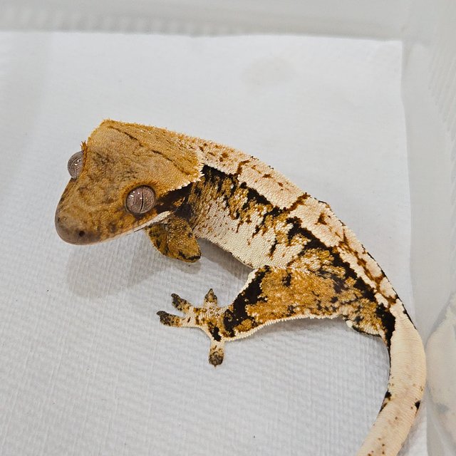 트라이 드리피 화이트스팟 화이트포트홀