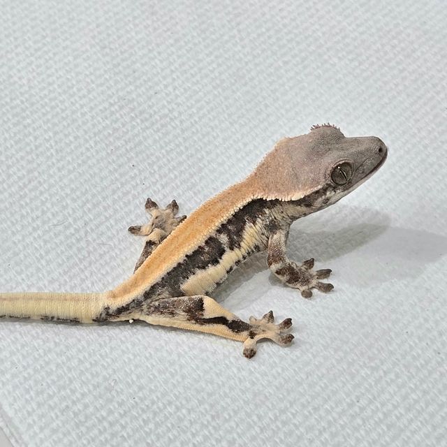 릴리 세이블