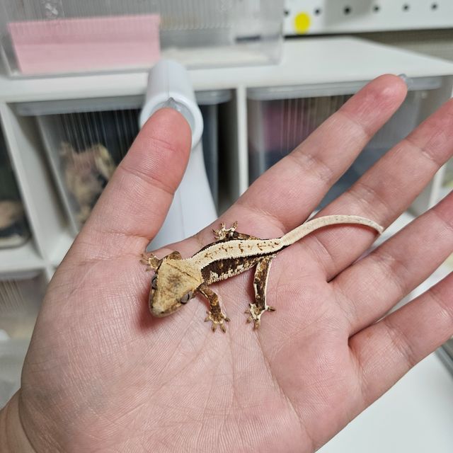 릴리화이트 레드