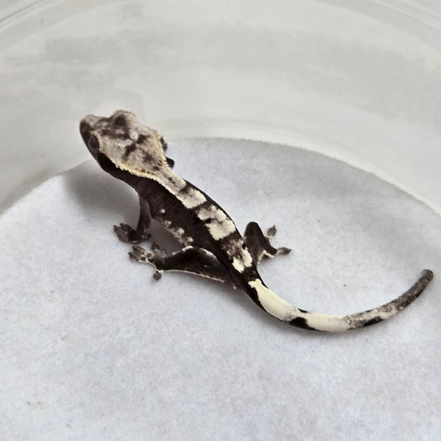 아잔틱