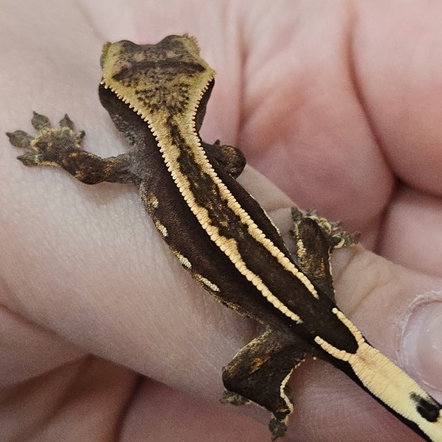 엠티백 슈퍼스트라이프 핀스트라이프