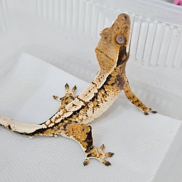 트라이 드리피 화이트스팟 화이트포트홀