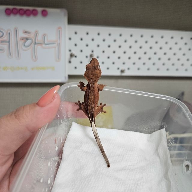 바이 레드