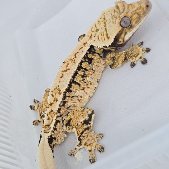 트라이 화이트포트홀 핀스트라이프 화이트스팟 익스트림할리퀸