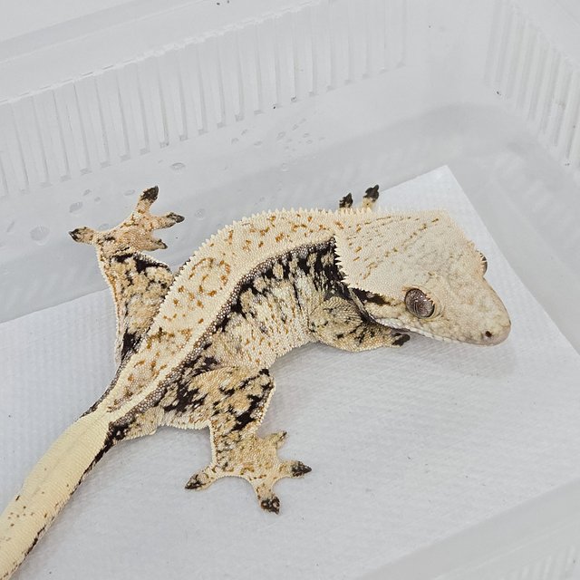 노멀 트라이 풀핀 화이트핀 화이트포트홀 드리피