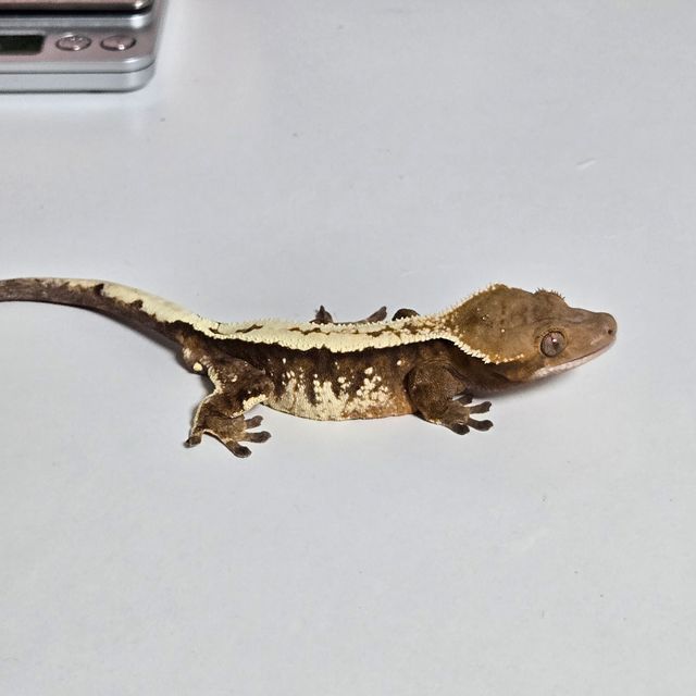 세이블