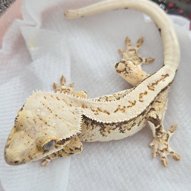 노멀 트라이 풀핀 화이트스팟 화이트핀