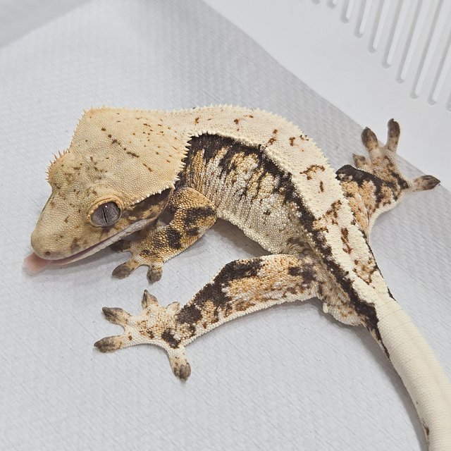 노멀 트라이 익스트림할리퀸 화이트포트홀 화이트스팟