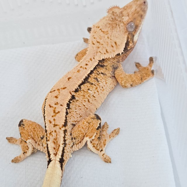 트라이 드리피 화이트포트홀 화이트스팟 익스트림할리퀸