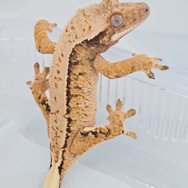 트라이 드리피 화이트포트홀 화이트스팟 익스트림할리퀸