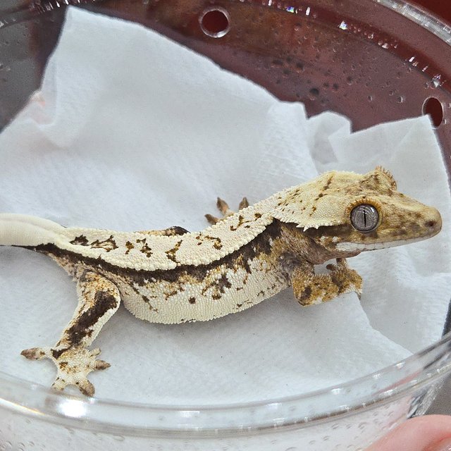 노멀 트라이 풀핀 화이트핀 화이트