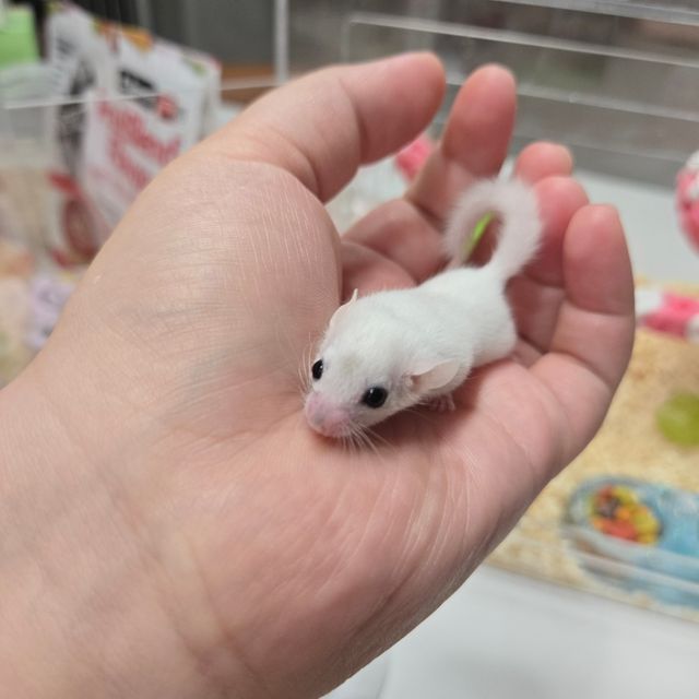 루시스틱