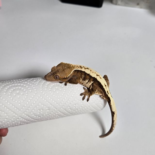 세이블