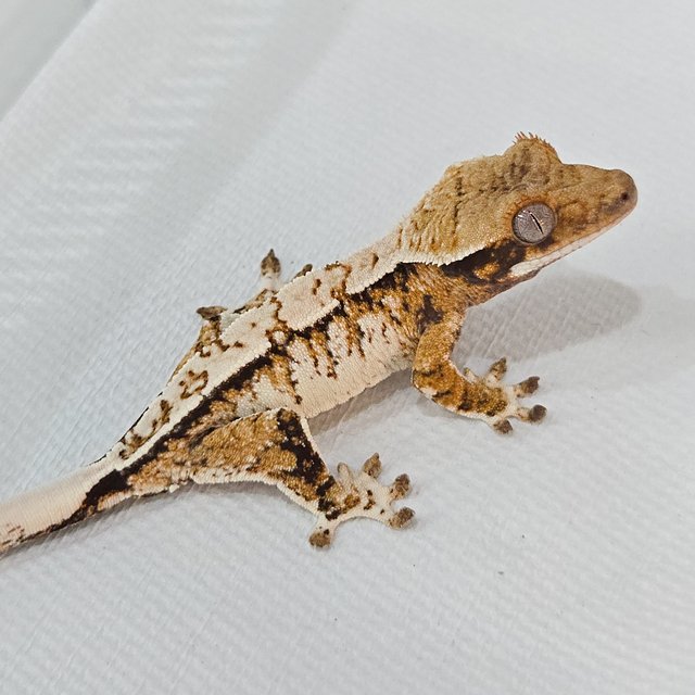 노멀 트라이 익스트림할리퀸 화이트크라운