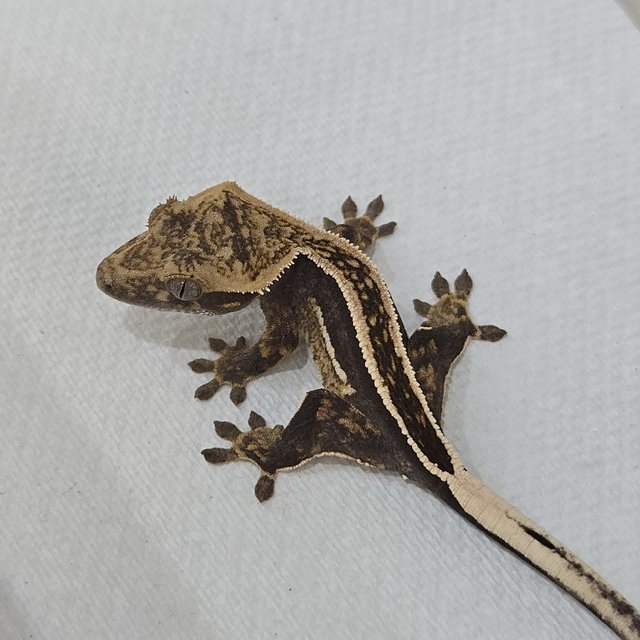 슈퍼스트라이프 엠티백 쿼드 핀스트라이프 풀핀 화이트핀