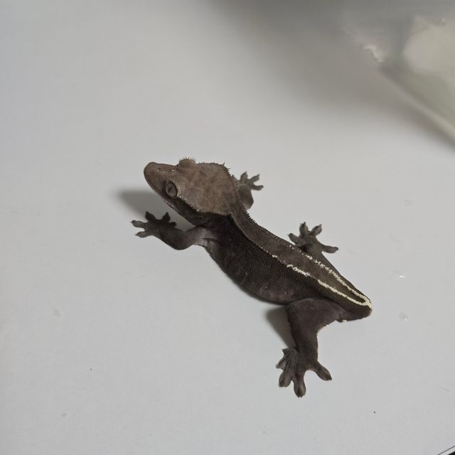 아잔틱