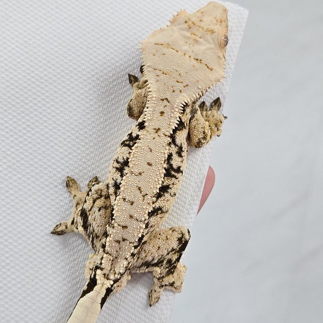 화이트포트홀 화이트스팟 화이트 드리피 노멀