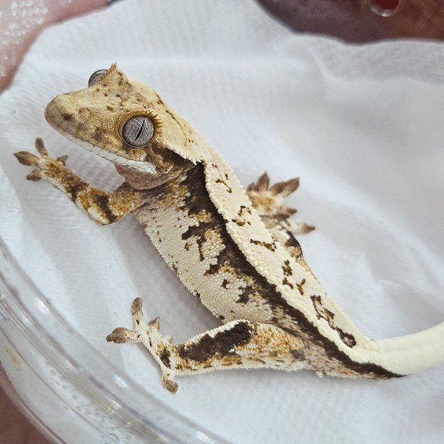 노멀 트라이 풀핀 화이트핀 화이트