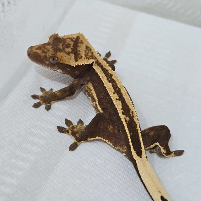 핀스트라이프 풀핀 쿼드 슈퍼스트라이프