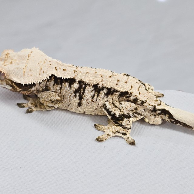 화이트포트홀 화이트스팟 화이트 드리피 노멀