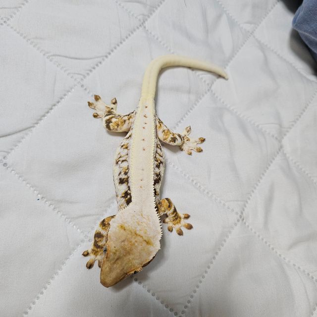 릴리화이트 엑조틱